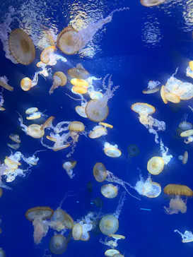 新江ノ島水族館に投稿された画像（2026/5/4）