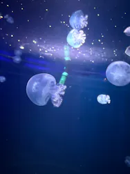 新江ノ島水族館に投稿された画像（2026/5/4）