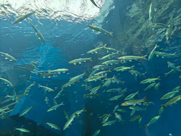 滋賀県立琵琶湖博物館に投稿された画像（2026/5/4）