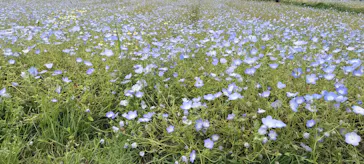 万博記念公園に投稿された画像（2026/5/4）