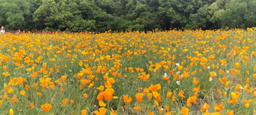 万博記念公園に投稿された画像（2026/5/4）