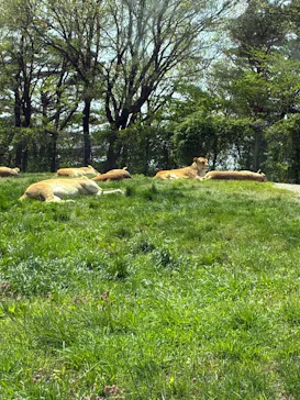 東北サファリパークに投稿された画像（2026/5/4）
