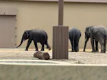 天王寺動物園に投稿された画像（2026/5/4）
