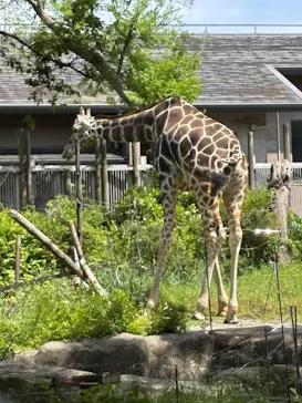 天王寺動物園に投稿された画像（2026/5/4）