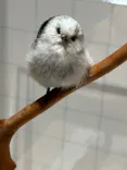 特別展「鳥 ～ゲノム解析が解き明かす新しい鳥類の系統～」に投稿された画像（2026/5/4）