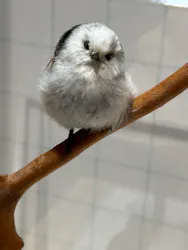 特別展「鳥 ～ゲノム解析が解き明かす新しい鳥類の系統～」に投稿された画像（2026/5/4）