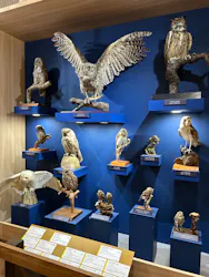 特別展「鳥 ～ゲノム解析が解き明かす新しい鳥類の系統～」に投稿された画像（2026/5/4）
