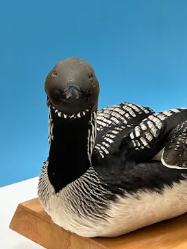 特別展「鳥 ～ゲノム解析が解き明かす新しい鳥類の系統～」に投稿された画像（2026/5/4）