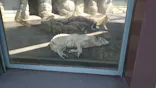 天王寺動物園に投稿された画像（2026/5/4）