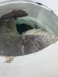 しながわ水族館に投稿された画像（2026/5/4）