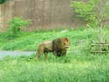 多摩動物公園 ライオンバス乗車券に投稿された画像（2026/5/4）