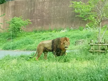 多摩動物公園 ライオンバス乗車券に投稿された画像（2026/5/4）