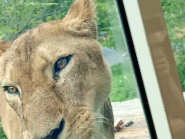 多摩動物公園 ライオンバス乗車券に投稿された画像（2026/5/4）