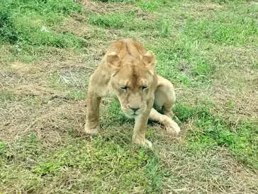 多摩動物公園 ライオンバス乗車券に投稿された画像（2026/5/4）