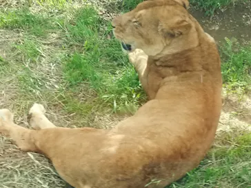 多摩動物公園 ライオンバス乗車券に投稿された画像（2026/5/4）