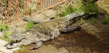 熱川バナナワニ園に投稿された画像（2026/5/4）