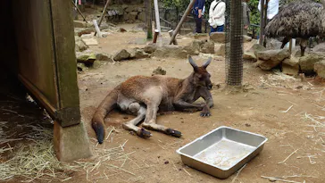 伊豆シャボテン動物公園に投稿された画像（2026/5/4）