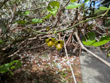 修善寺虹の郷に投稿された画像（2026/5/4）