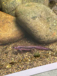 世界淡水魚園水族館　アクア・トトぎふに投稿された画像（2026/5/4）