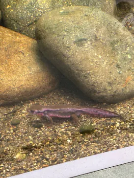 世界淡水魚園水族館　アクア・トトぎふに投稿された画像（2026/5/4）