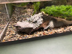 世界淡水魚園水族館　アクア・トトぎふに投稿された画像（2026/5/4）