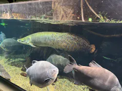 世界淡水魚園水族館　アクア・トトぎふに投稿された画像（2026/5/4）