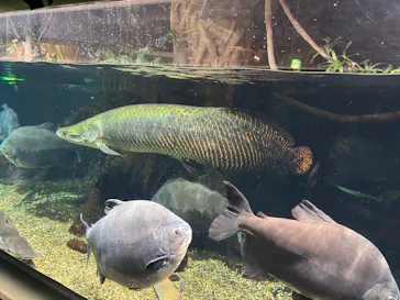 世界淡水魚園水族館　アクア・トトぎふに投稿された画像（2026/5/4）