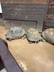 世界淡水魚園水族館　アクア・トトぎふに投稿された画像（2026/5/4）