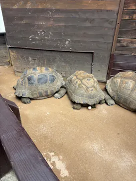 世界淡水魚園水族館　アクア・トトぎふに投稿された画像（2026/5/4）