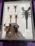 特別展「超危険生物展　科学で挑む生き物の本気」に投稿された画像（2026/5/4）