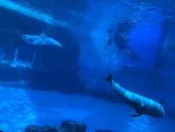 名古屋港水族館に投稿された画像（2026/5/4）