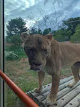 多摩動物公園 ライオンバス乗車券に投稿された画像（2026/5/4）