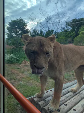 多摩動物公園 ライオンバス乗車券に投稿された画像（2026/5/4）