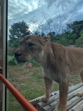 多摩動物公園 ライオンバス乗車券に投稿された画像（2026/5/4）