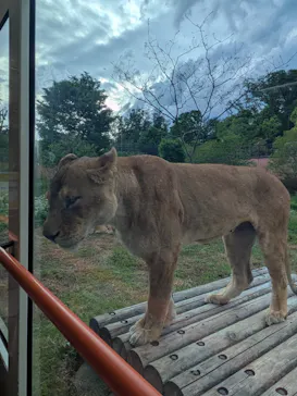 多摩動物公園 ライオンバス乗車券に投稿された画像（2026/5/4）