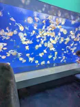 新江ノ島水族館に投稿された画像（2026/5/4）