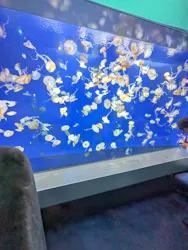 新江ノ島水族館に投稿された画像（2026/5/4）