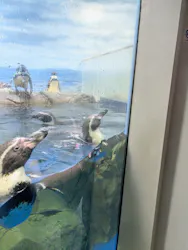 新江ノ島水族館に投稿された画像（2026/5/4）