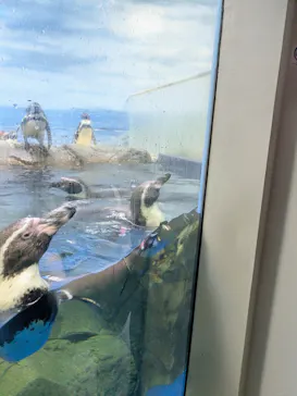 新江ノ島水族館に投稿された画像（2026/5/4）