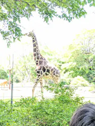 天王寺動物園に投稿された画像（2026/5/4）