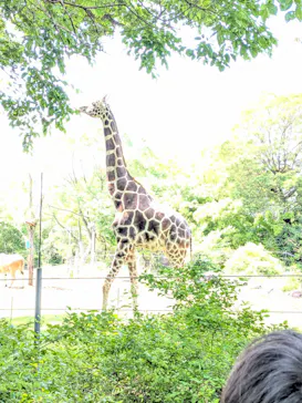天王寺動物園に投稿された画像（2026/5/4）