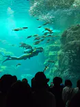 新江ノ島水族館に投稿された画像（2026/5/4）