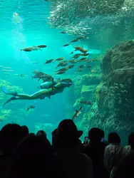 新江ノ島水族館に投稿された画像（2026/5/4）