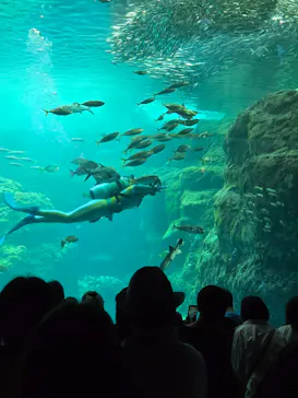 新江ノ島水族館に投稿された画像（2026/5/4）