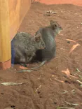 こども動物自然公園（埼玉県公園緑地協会）に投稿された画像（2026/5/4）
