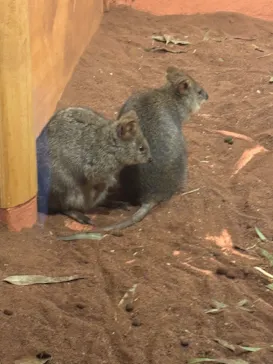 こども動物自然公園（埼玉県公園緑地協会）に投稿された画像（2026/5/4）