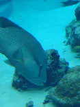 沖縄美ら海水族館に投稿された画像（2026/5/4）