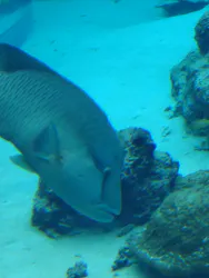 沖縄美ら海水族館に投稿された画像（2026/5/4）