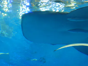 沖縄美ら海水族館に投稿された画像（2026/5/4）
