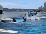 鴨川シーワールドに投稿された画像（2026/5/4）